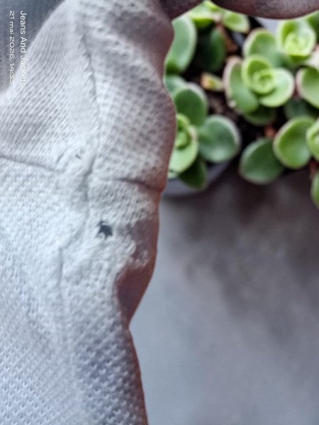 đ Polo Vintage "Chemise Lacoste" â Bleu Ciel